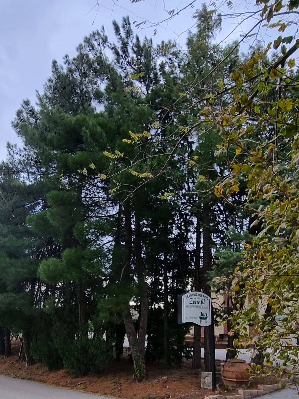Alberi e Insegna