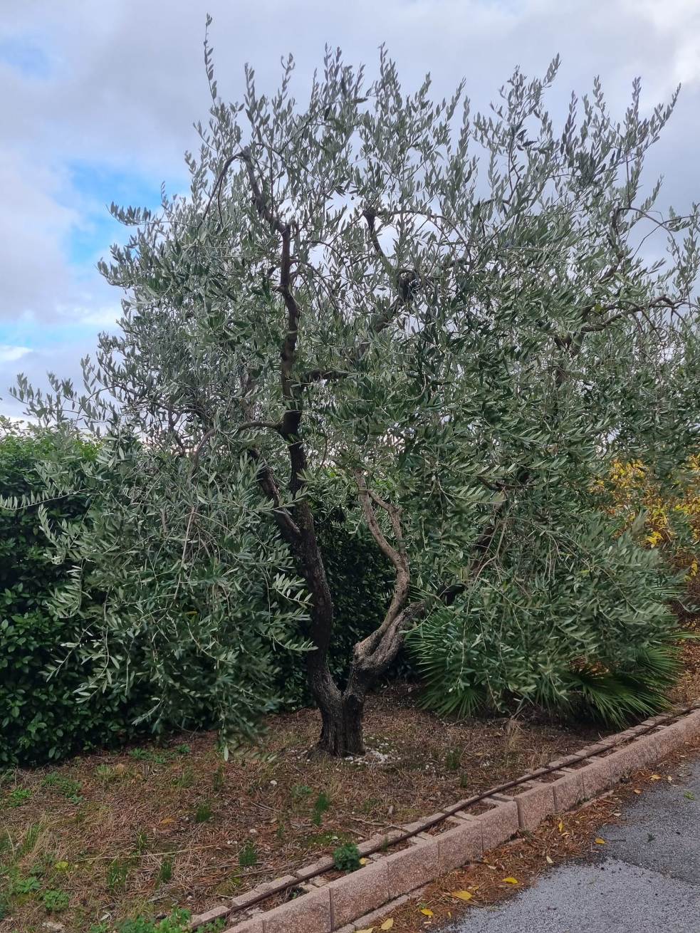ulivi